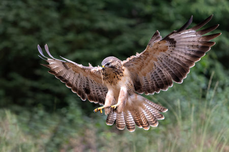 Common Buzzard (Buteo buteo) flying in the forest in the Netherlandsの写真素材