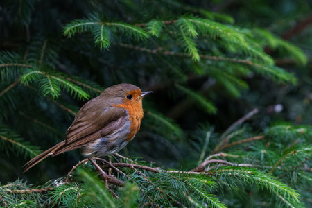 European Robin (Erithacus rubecula) sitting on a branch in the forest of the Netherlands. Dark background.の写真素材