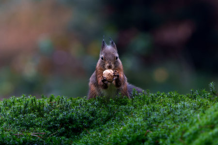 Eurasian red squirrel (Sciurus vulgaris) searching for food in the autumn in the forest in the South of the Netherlands.の写真素材