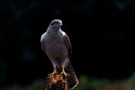 Northern goshawk (accipiter gentilis) sitting on a pole in the forest of Noord Brabant in the Netherlands with a black backgroundの写真素材