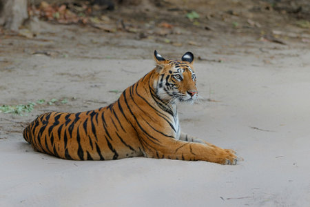 Tiger, Bengal Tiger (Panthera tigris tigris), hanging around in Bandhavgarh National Park in Indiaの写真素材
