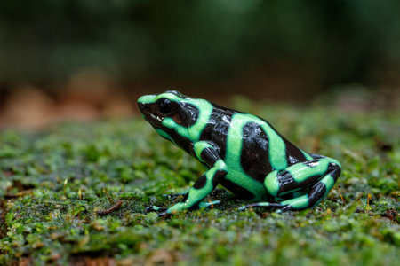 Green-and-black poison dart frog (Dendrobates auratus), also known as the green-and-black poison...