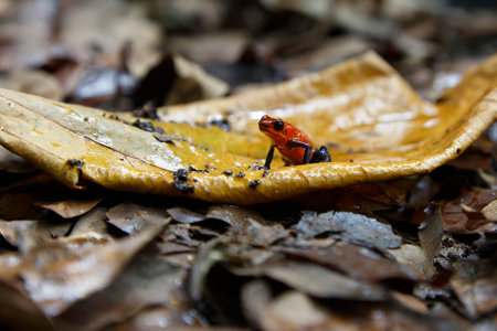 Blue-jeans Frog or Strawberry Poison-dart Frog (Dendrobates pumilio) sitting on the ground of the rainforest in Sarapiqui in Costaの写真素材