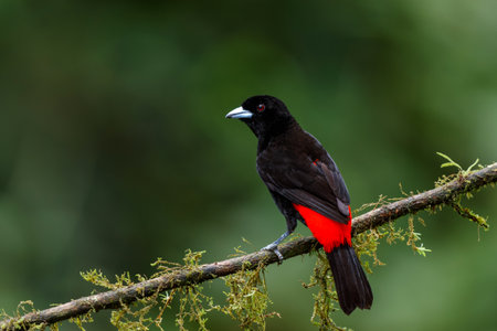 Passerini's Tanager or Scarlet-rumped Tanager ( Ramphocelus passerinii ) searching for food in the rainforest of Costa Ricaの写真素材