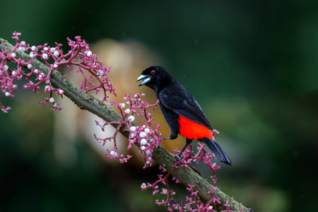 Passerini's Tanager or Scarlet-rumped Tanager ( Ramphocelus passerinii ) searching for food in the rainforest of Costa Ricaの写真素材