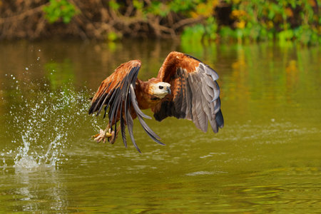 Black Collared Hawk (busarellus nigricollis) taking a fish out of the water in the Pantanal Wetlands...