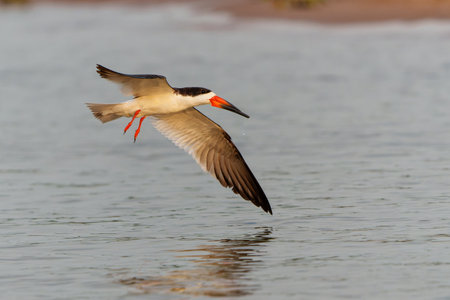Black Skimmer (Rynchops niger) fishing in the Cuiaba River in the Pantanal Wetlands in Brazilの写真素材