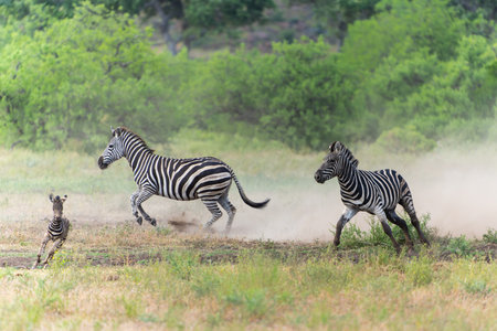 Zebra walking in the beautiful landscape of Mashtu Game Reserve in the Tuli Block in Botswanaの写真素材