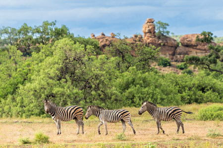Zebra walking in the beautiful landscape of Mashtu Game Reserve in the Tuli Block in Botswanaの写真素材