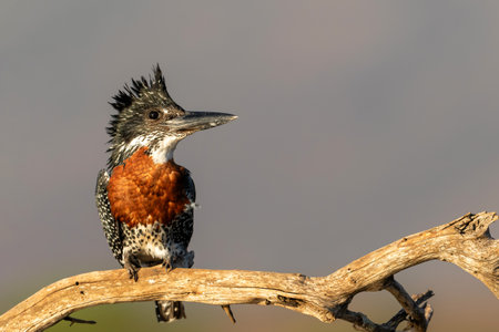 Giant Kingfisher (Megaceryle maxima) sitting on a branch in Zimanga game reserve near Mkuze in South Africaの写真素材