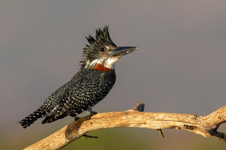Giant Kingfisher (Megaceryle maxima) sitting on a branch in Zimanga game reserve near Mkuze in South Africaの写真素材
