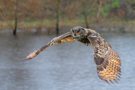 European Eagle Owl (Bubo bubo) flying over a lake on a rainy day in Gelderland in the Netherlands.の写真素材