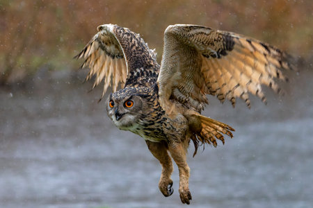 European Eagle Owl (Bubo bubo) flying over a lake on a rainy day in Gelderland in the Netherlands.の写真素材