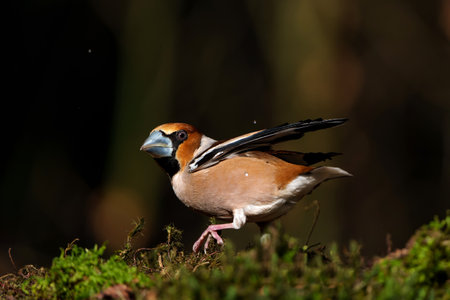 Hawfinch (Coccothraustes coccothraustes) searching for food in the forest of Noord Brabant in the Netherlands. Dark background. copy-spaceの写真素材