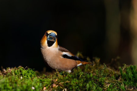 Hawfinch (Coccothraustes coccothraustes) searching for food in the forest of Noord Brabant in the Netherlands. Dark background. copy-spaceの写真素材