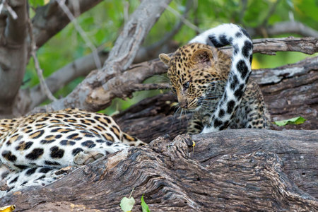 Cute Leopard cub. This leopard (Panthera pardus) cub is coming out of the den when his mother arrives - Mashatu Game Reserve in the Tuli Block in Botswanaの写真素材