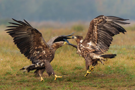 Eagle fight. White tailed eagles (Haliaeetus albicilla) fighting for food on a field in the forest...