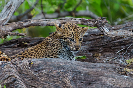 Cute Leopard cub. This leopard (Panthera pardus) cub is coming out of the den when his mother arrives - Mashatu Game Reserve in the Tuli Block in Botswanaの写真素材