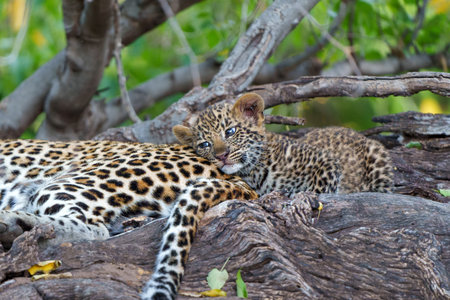 Cute Leopard cub. This leopard (Panthera pardus) cub is coming out of the den when his mother arrives - Mashatu Game Reserve in the Tuli Block in Botswanaの写真素材