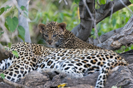 Cute Leopard cub. This leopard (Panthera pardus) cub is coming out of the den when his mother arrives - Mashatu Game Reserve in the Tuli Block in Botswanaの写真素材