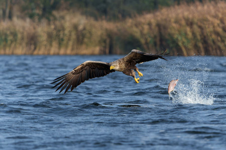 White Tailed Eagle (Haliaeetus albicilla), also known as Eurasian sea eagle and white-tailed sea-eagle. The eagle is flying to catch a fish in the delta of the river Oder in Polandの写真素材