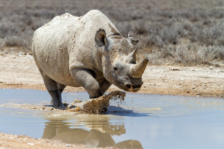 Black rhino bull enjoying the water after the first rains in Etosha National Park in Namibiaの写真素材