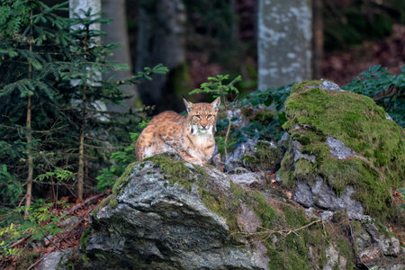 Lynx hanging around in the Bayerischer Wald National Park, Bayern, Germanyの写真素材