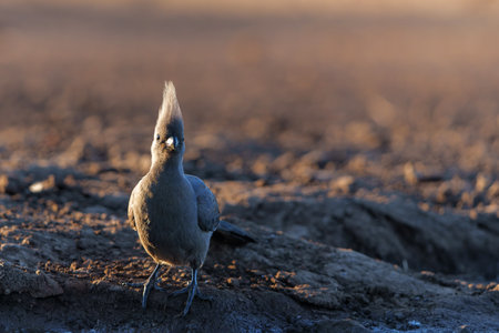 Gray Go-away-bird or Gray Lourie (Corythaixoides concolor) coming to a waterhole for a drink in Mashatu Game Reserve in The Tuli Block in Botswanaの写真素材