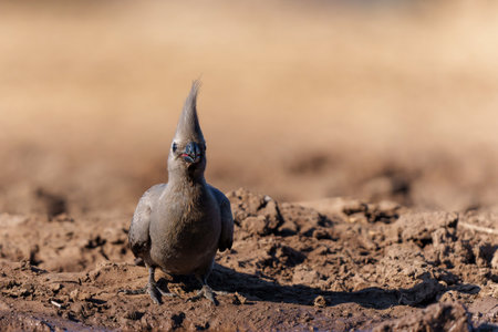 Gray Go-away-bird or Gray Lourie (Corythaixoides concolor) coming to a waterhole for a drink in Mashatu Game Reserve in The Tuli Block in Botswanaの写真素材
