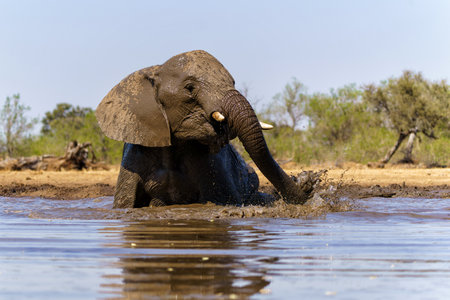 Elephants drinking and taking a bath in a waterhole in Mashatu Game Reserve in the Tuli Block in Botswana.の写真素材
