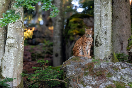 Lynx hanging around in the Bayerischer Wald National Park, Bayern, Germanyの写真素材