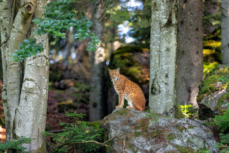 Lynx hanging around in the Bayerischer Wald National Park, Bayern, Germanyの写真素材