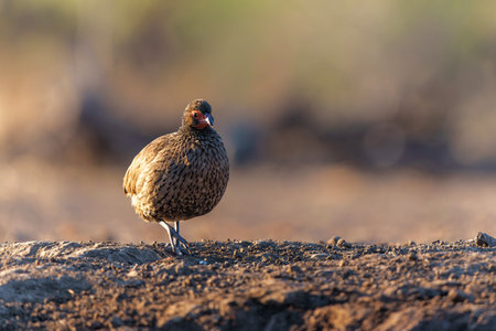 Swainson's Spurfowl (Pternistis swainsonii) coming to a waterhole in Mashatu Game Reserve in the Tuli Block in Botswanaの写真素材