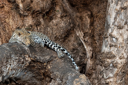 Leopard (Panthera Pardus) resting in a tree in the golden light of the late afternoon in Mashatu Game Reserve in the Tuli Block in Botswanaの写真素材