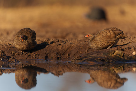 Swainson's Spurfowl (Pternistis swainsonii) coming to a waterhole in Mashatu Game Reserve in the...