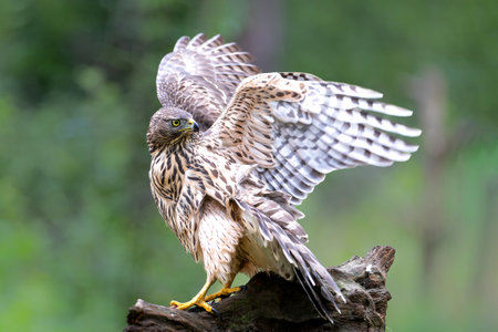 Northern goshawk juvenile in the forest protecting the remains of a prey in the south of the...
