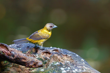 Passerini's Tanager or Scarlet-rumped Tanager (Ramphocelus passerinii) female searching for food in the rainforest of Costa Ricaの写真素材