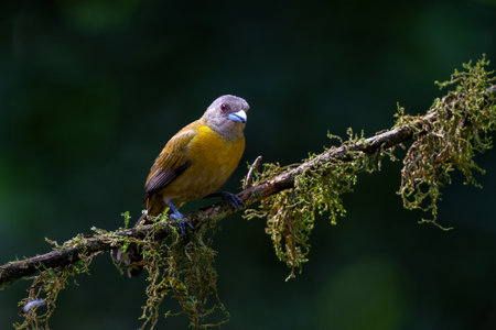 Passerini's Tanager or Scarlet-rumped Tanager (Ramphocelus passerinii) female searching for food in...