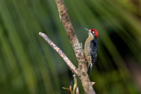 Black-cheeked Woodpecker (Melanerpes pucherani) sitting in a tree in the rainforest around Boca...