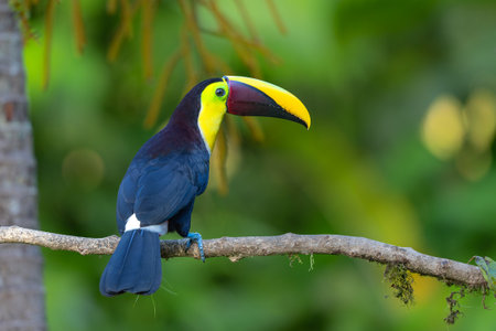 Chestnut-mandibled toucan or Swainson's toucan, Ramphastos ambiguus swainsonii. Yellow-throated toucan sitting on a branch in the rainforest around BocaTapada in Costa Rica , Ð¡entrの写真素材
