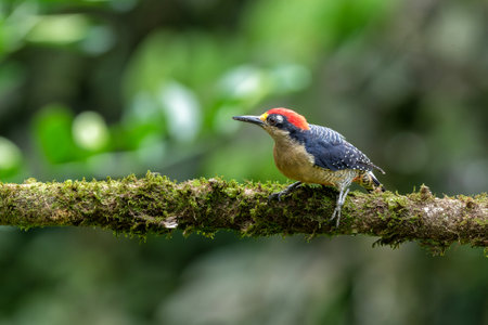 Black-cheeked Woodpecker (Melanerpes pucherani) sitting in a tree in the rainforest around Boca Tapada in Costa Ricaの写真素材