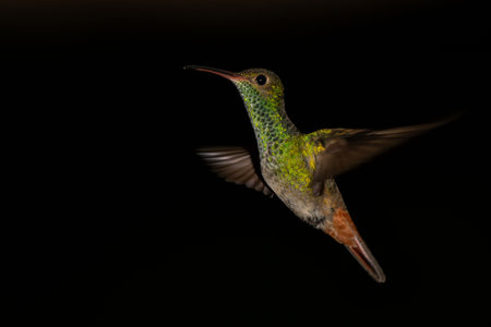 Rufous-tailed Hummingbird (Amazilia tzacatl) flying in the rainforest with a black background neat Sarapiqui in Costa Rica with copy spaceの写真素材