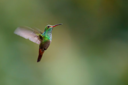 Rufous-tailed Hummingbird (Amazilia tzacatl) flying in the rainforest with a green background near Sarapiqui in Costa Rica with copy spaceの写真素材