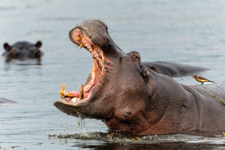 Hippopotamus in the Okavanga Delta in Botswana. An aggressive hippo bull shows dominant behavior.
