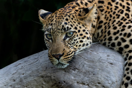Leopard female resting and looking around in a tree in the Okavango Delta in Botswana with a black backgroundの写真素材