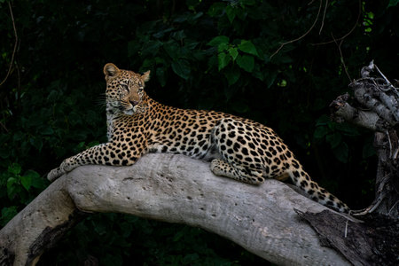 Leopard female resting and looking around in a tree in the Okavango Delta in Botswana with a black backgroundの写真素材