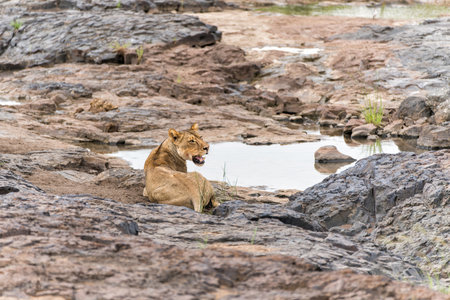 Lion hanging around close to a riverbed in Mashatu Game Reserve in the Tuli Block in Botswanaの写真素材
