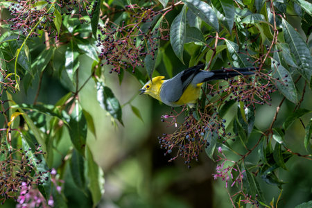 Long-tailed Silky-Flycatcher (Ptiliogonys caudatus) eating fruit in the rainforest in San Gerardo...