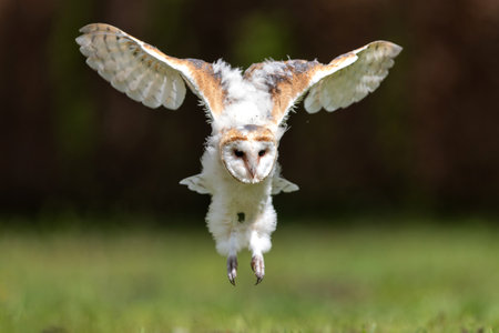 Barn owl (Tyto alba) juvenile taking his first flying lessons in an orchard in spring. North Brabant in the Netherlands.の写真素材