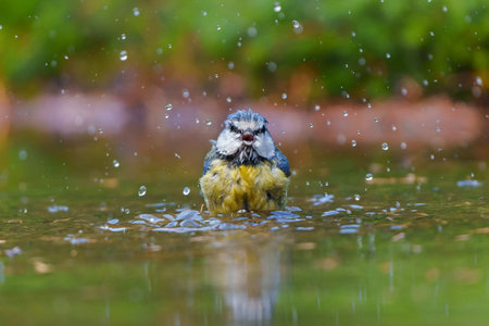 Eurasian blue tit (Cyanistes caeruleus) taking a bath in a pond in the forest in the Netherlandsの写真素材